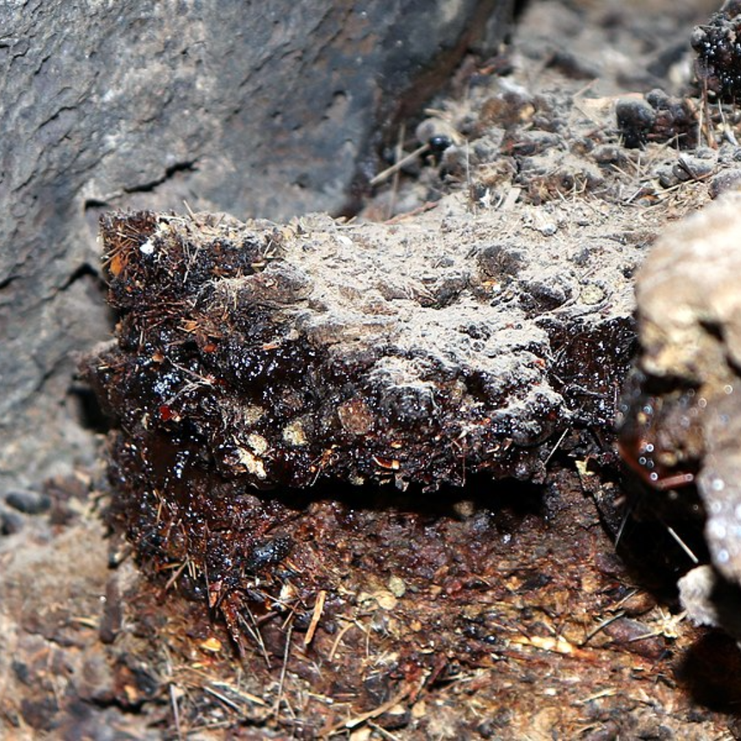 The Hidden Science of Shilajit and Its Role in Heavy Metal Detoxification