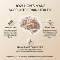 Lion's Mane - Organic Dropper